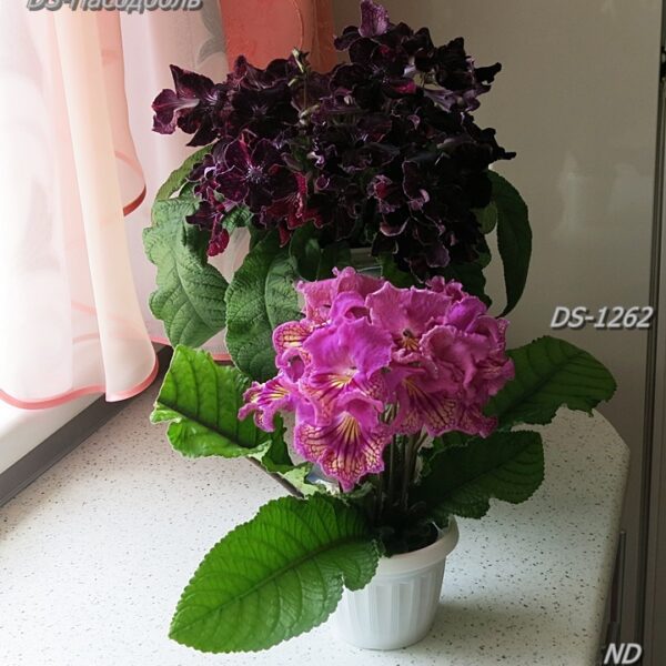 img_1734_275 img_1734_275