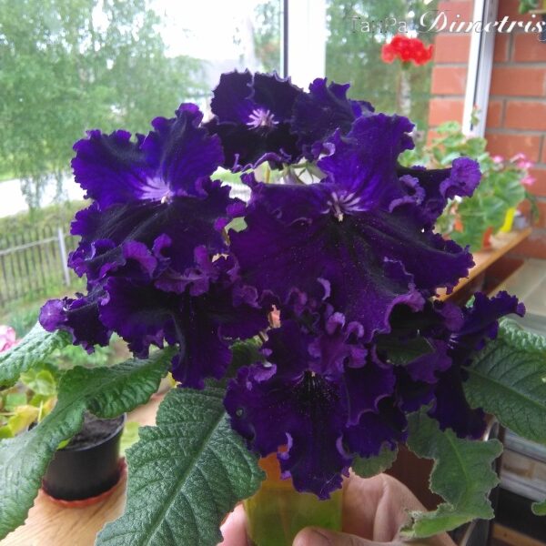 img_20160607_165919_839