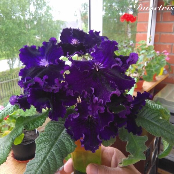 img_20160607_165928_392