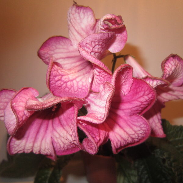 img_2215_845