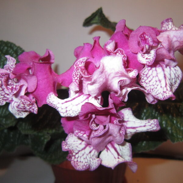 img_2223_974 img_2223_974