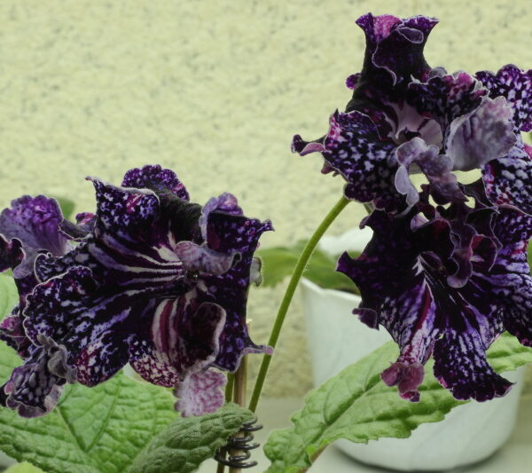 img_2397_114 img_2397_114