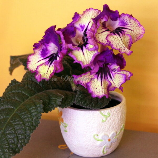 img_2404_109 img_2404_109