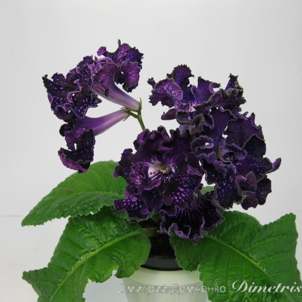 img_2433_122 img_2433_122