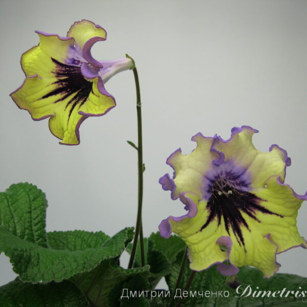 img_2897_124