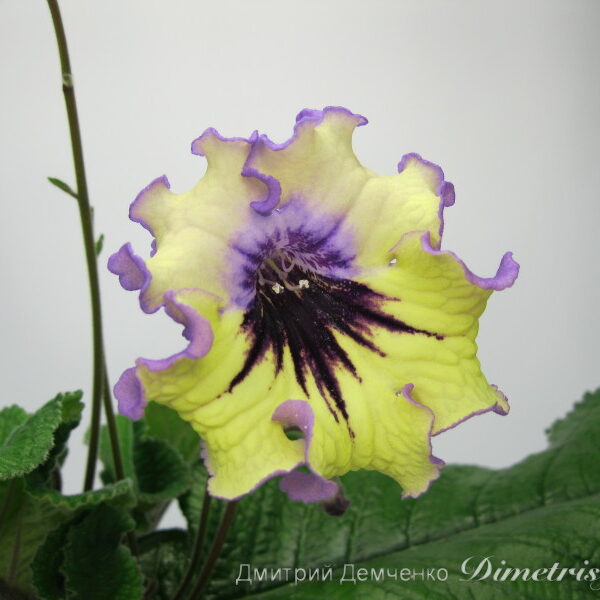 img_2899_968