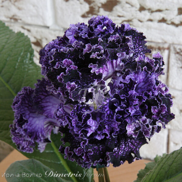 img_2908_536 img_2908_536