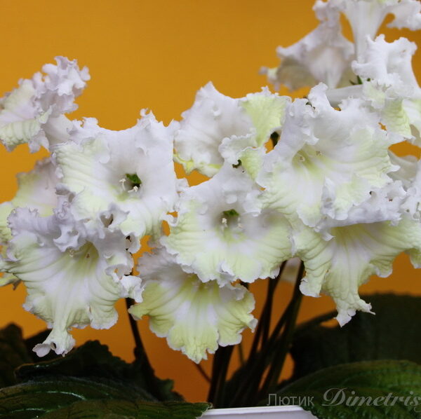 img_3035_188 img_3035_188