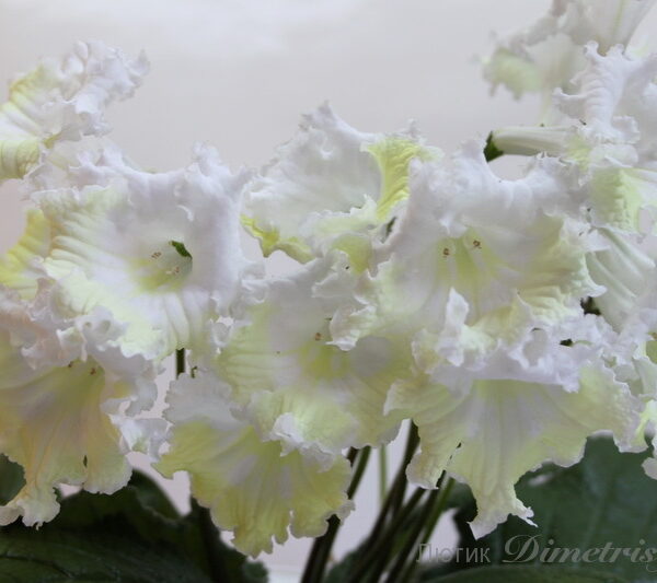 img_3037_375 img_3037_375