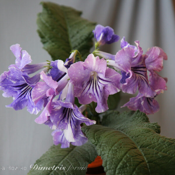 img_3040_127 img_3040_127