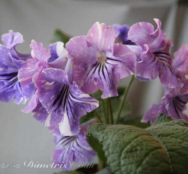 img_3042_201 img_3042_201