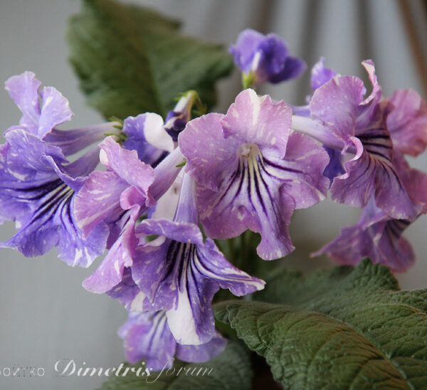img_3050_135 img_3050_135