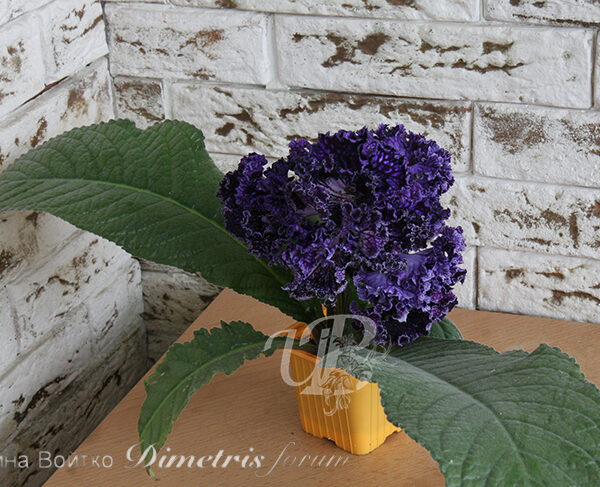 img_3051_102 img_3051_102
