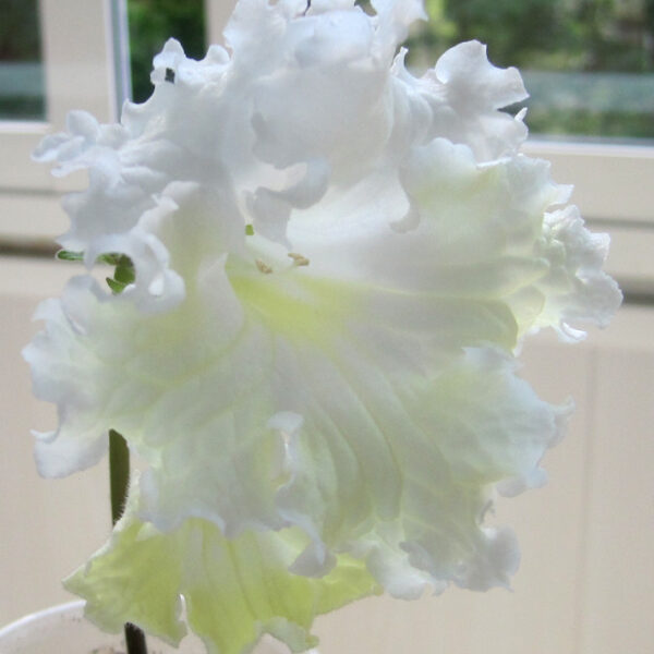 img_3082_148 img_3082_148