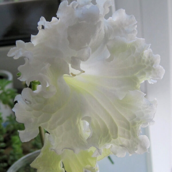 img_3088_412 img_3088_412