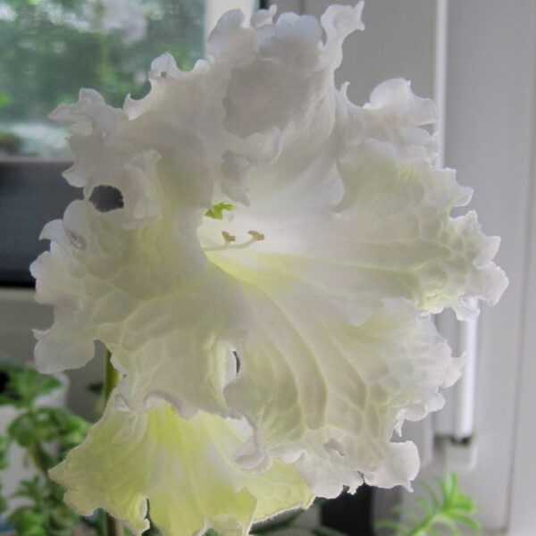 img_3089_668 img_3089_668