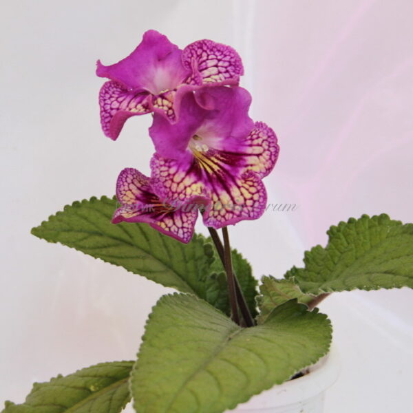 img_3111_807 img_3111_807