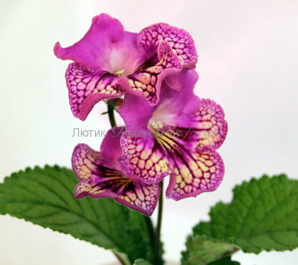img_3115_466 img_3115_466
