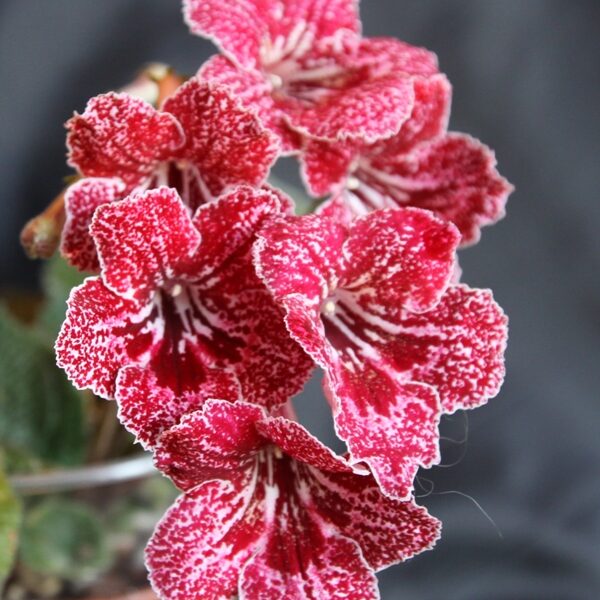 img_3438_139