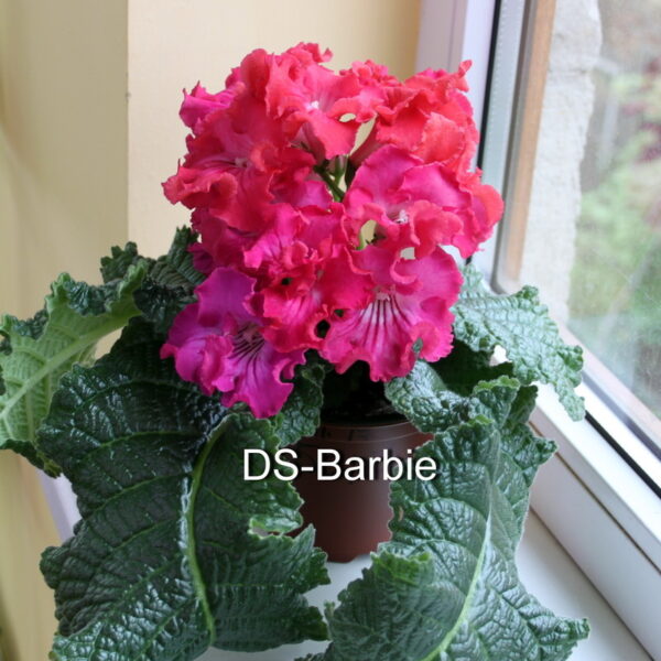 img_3721_132 img_3721_132