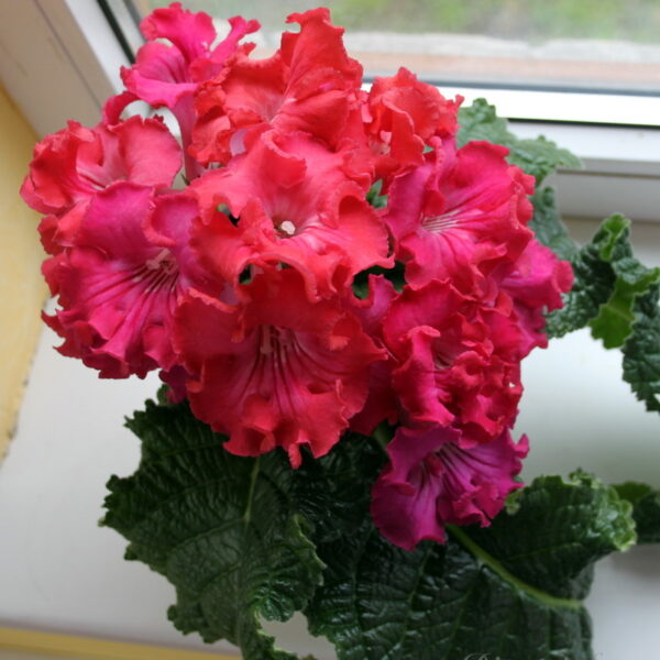 img_3723_145 img_3723_145