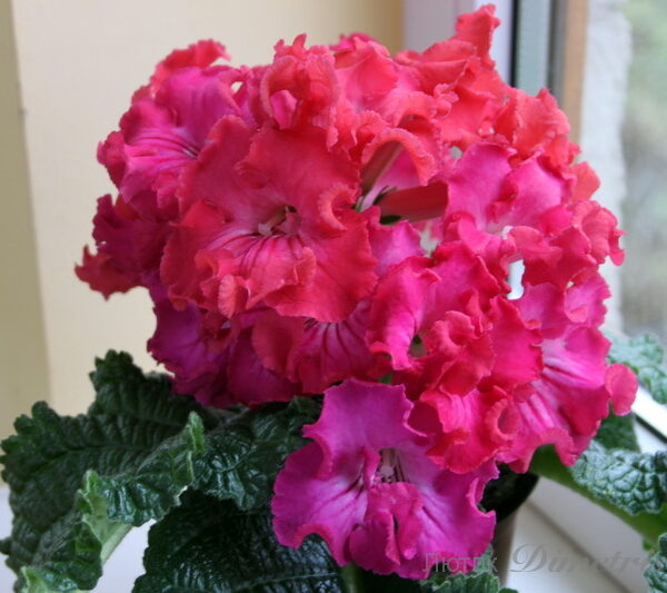 img_3725_123 img_3725_123