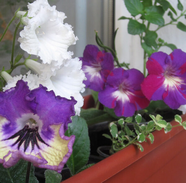 img_3763_103 img_3763_103