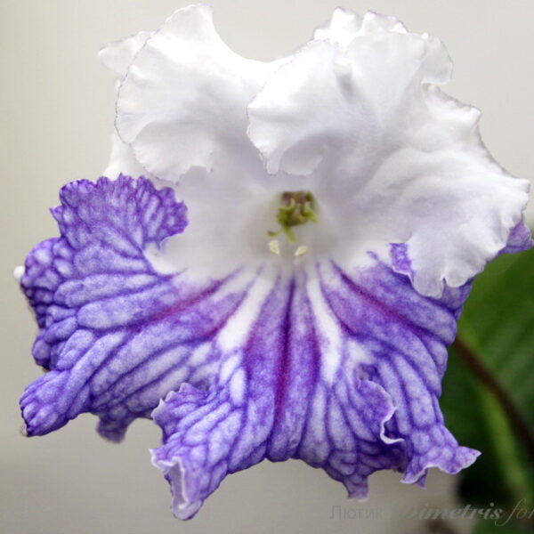 img_3888_385