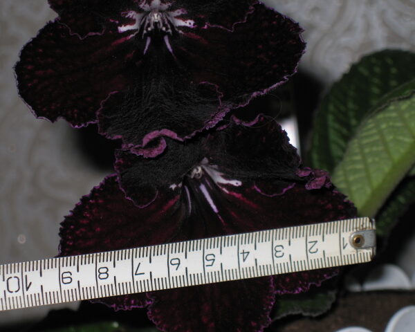 img_3910_193 img_3910_193