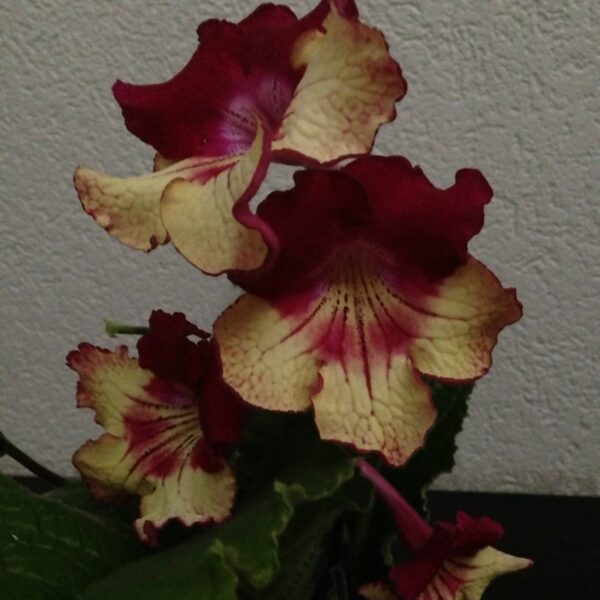 img_4039_947
