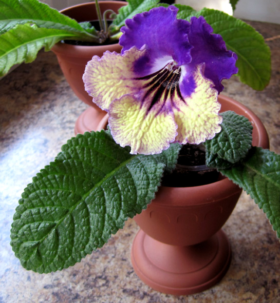 img_4125_176 img_4125_176
