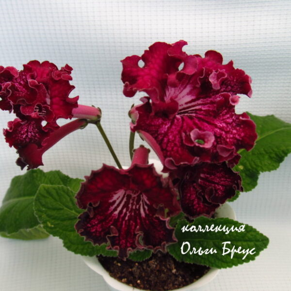img_4214_787