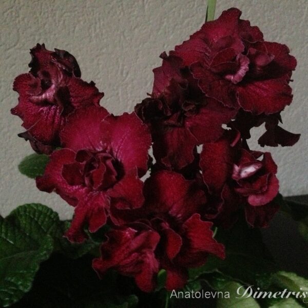 img_4317_299