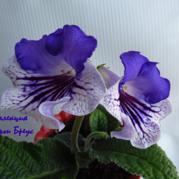 img_4358_187 img_4358_187
