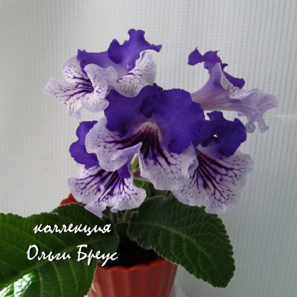 img_4411_592 img_4411_592