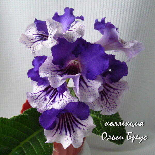 img_4444_443 img_4444_443