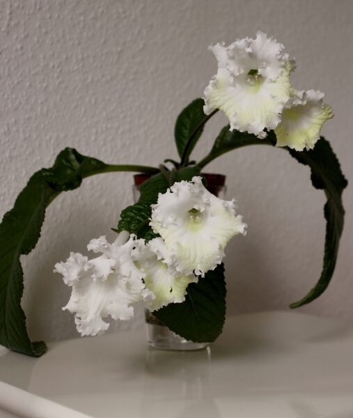 img_4980_997 img_4980_997