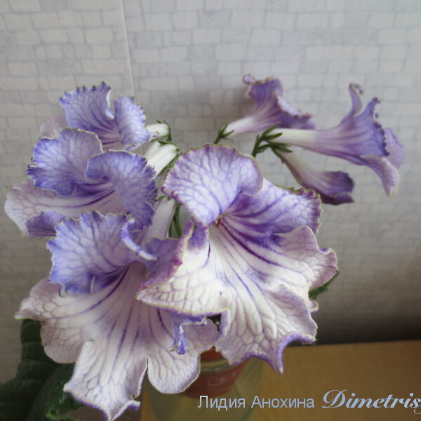 img_5407_182 img_5407_182