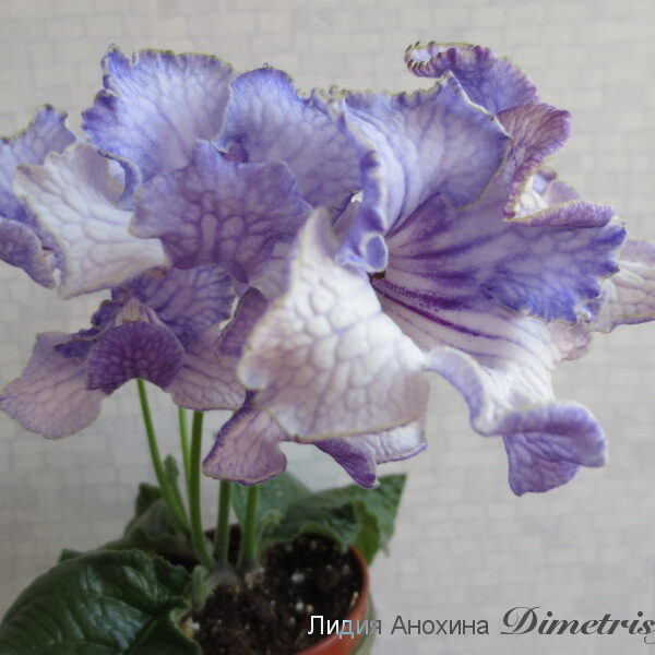 img_5417_921 img_5417_921