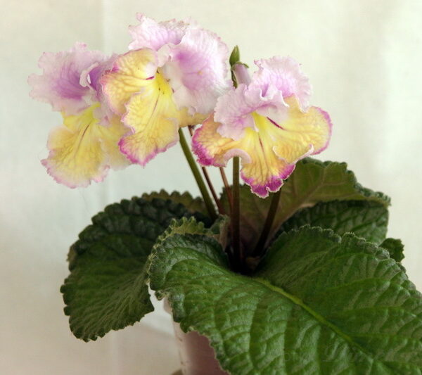 img_5537_855 img_5537_855