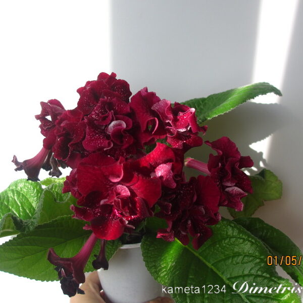 img_5585_184