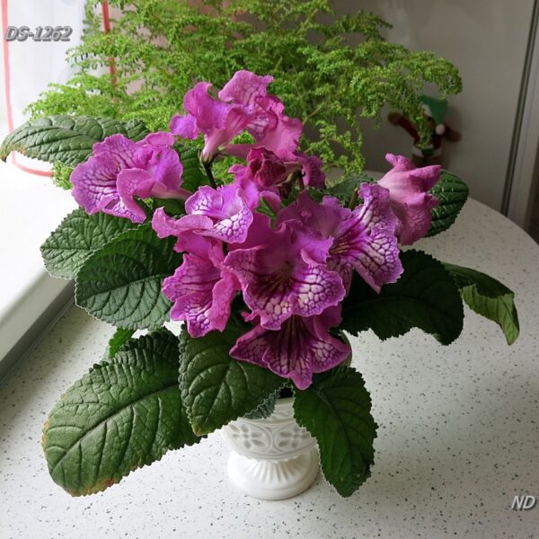 img_6049_169 img_6049_169