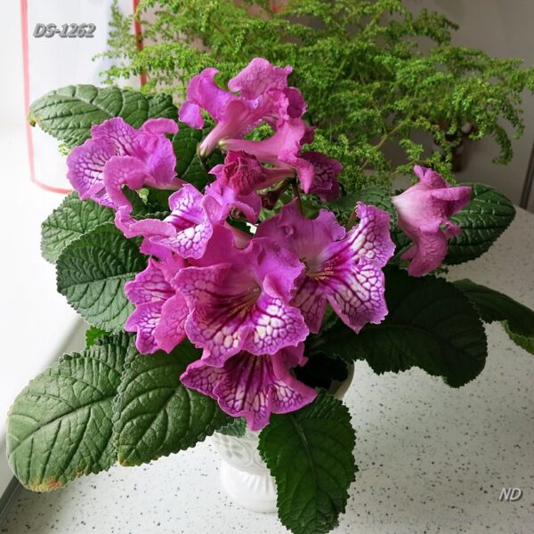 img_6055_120 img_6055_120