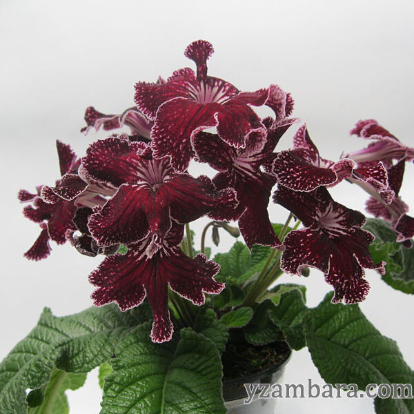 img_6055_422 img_6055_422