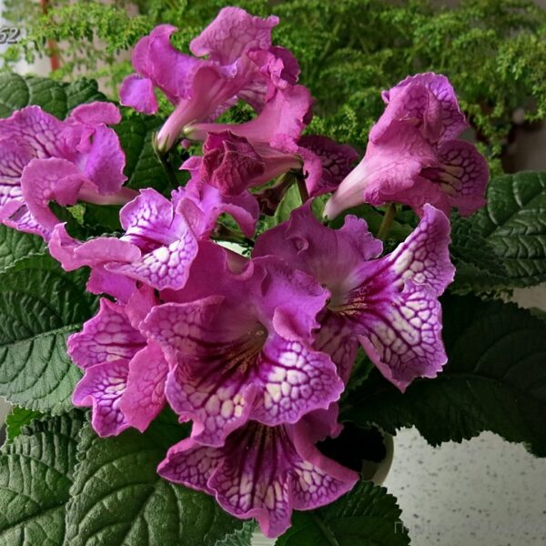 img_6063_197 img_6063_197
