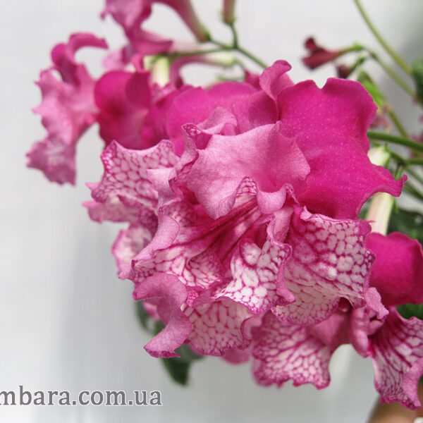 img_6664_658 img_6664_658