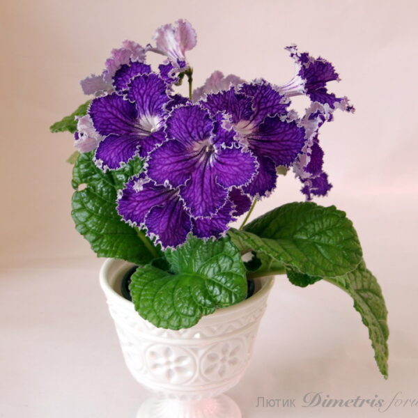 img_6844_309 img_6844_309
