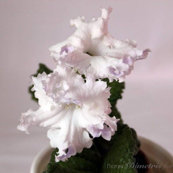 img_6857_516