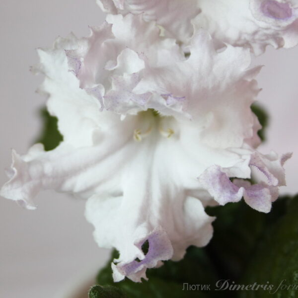 img_6858_106