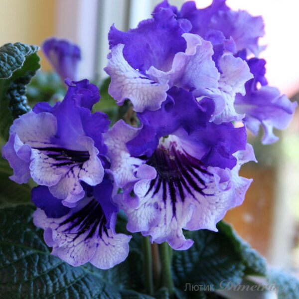 img_7151_652 img_7151_652